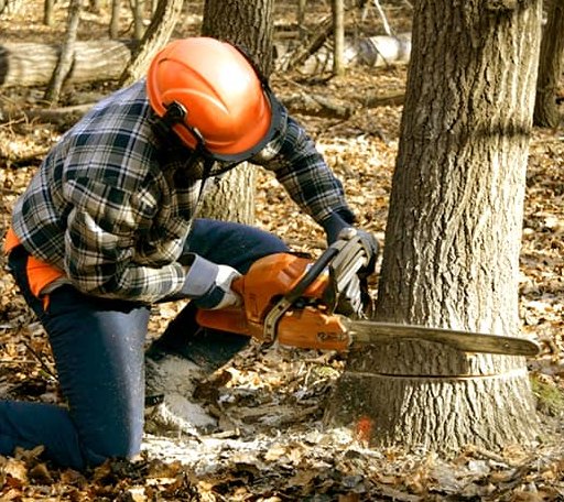 Tree Removal in Moreland, GA